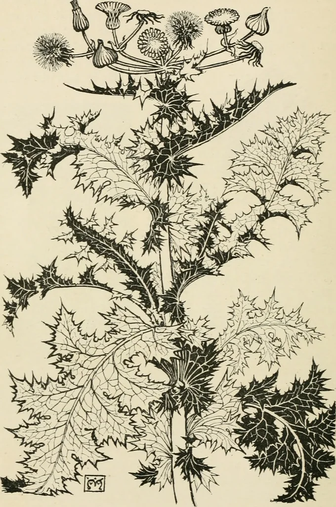 An illustration from A book of studies in plant form with some suggestions for their application to design, 1896, leaf 27