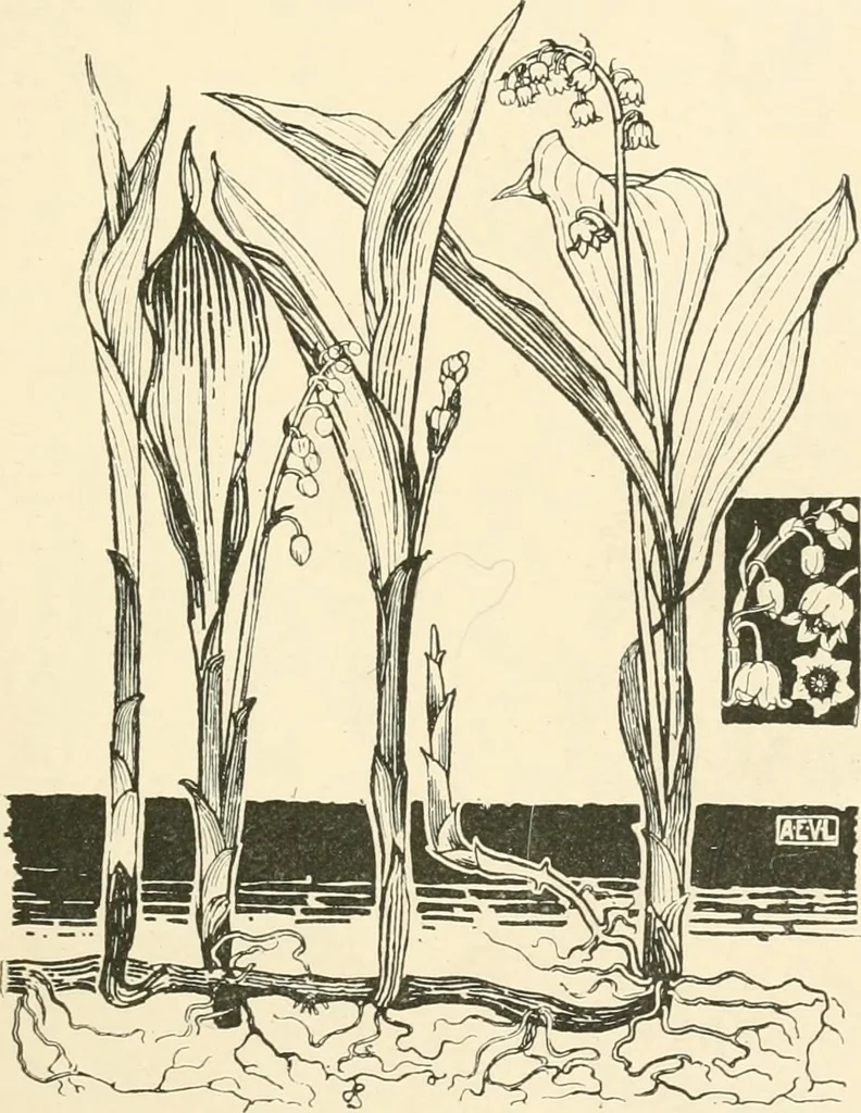 An illustration from A book of studies in plant form with some suggestions for their application to design, 1896, leaf 28
