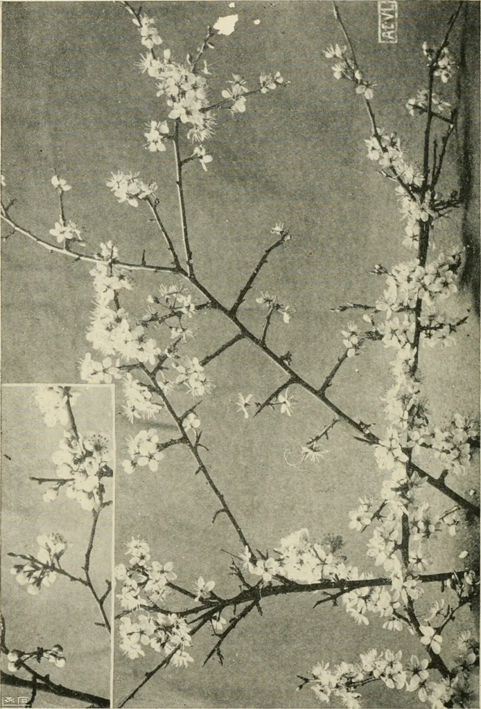 An illustration from A book of studies in plant form with some suggestions for their application to design, 1896, leaf 31
