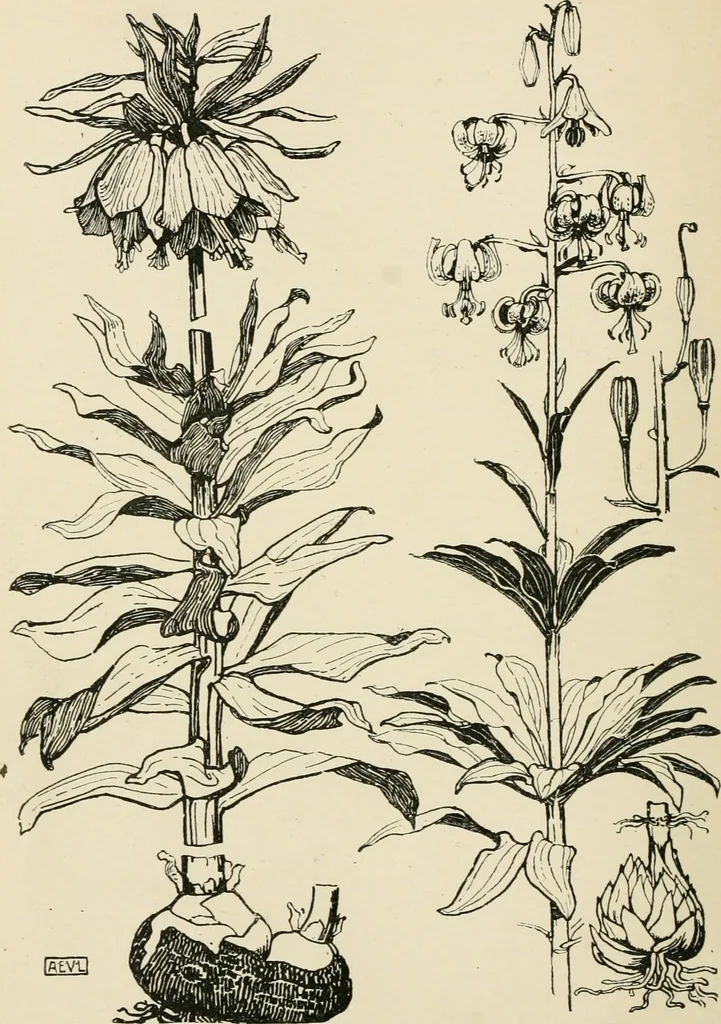 An illustration from A book of studies in plant form with some suggestions for their application to design, 1896, leaf 33
