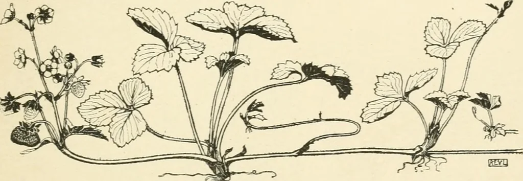 An illustration from A book of studies in plant form with some suggestions for their application to design, 1896, leaf 34