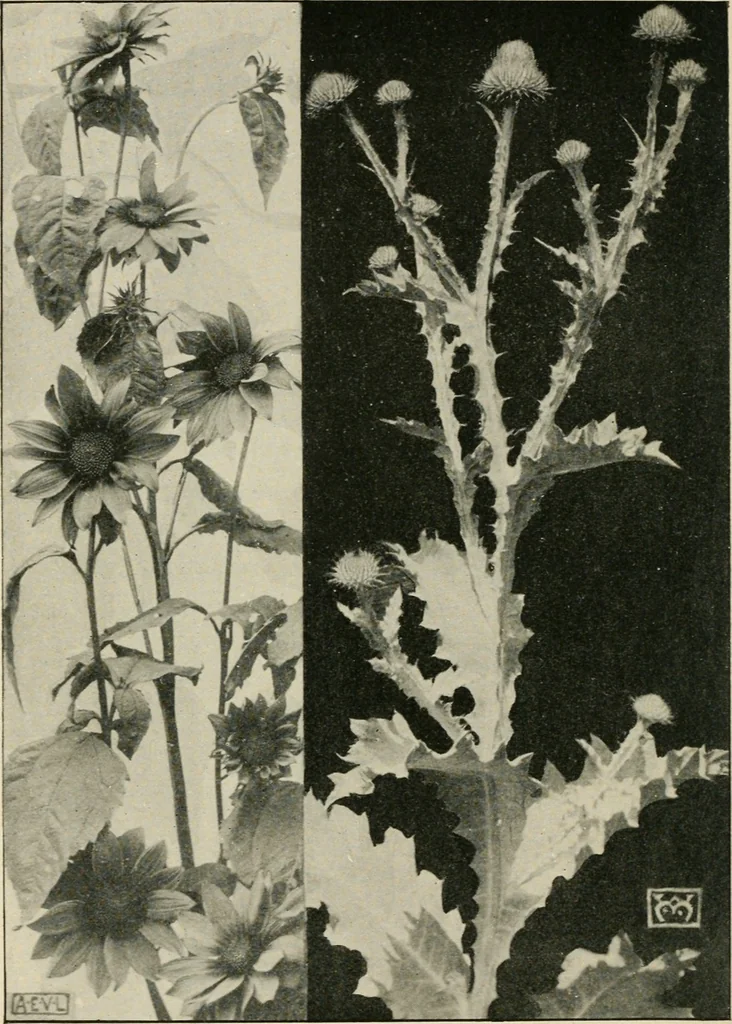 An illustration from A book of studies in plant form with some suggestions for their application to design, 1896, leaf 35