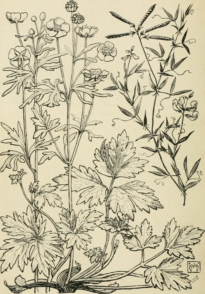 An illustration from A book of studies in plant form with some suggestions for their application to design, 1896, leaf 37