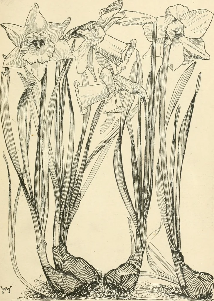 An illustration from A book of studies in plant form with some suggestions for their application to design, 1896, leaf 40