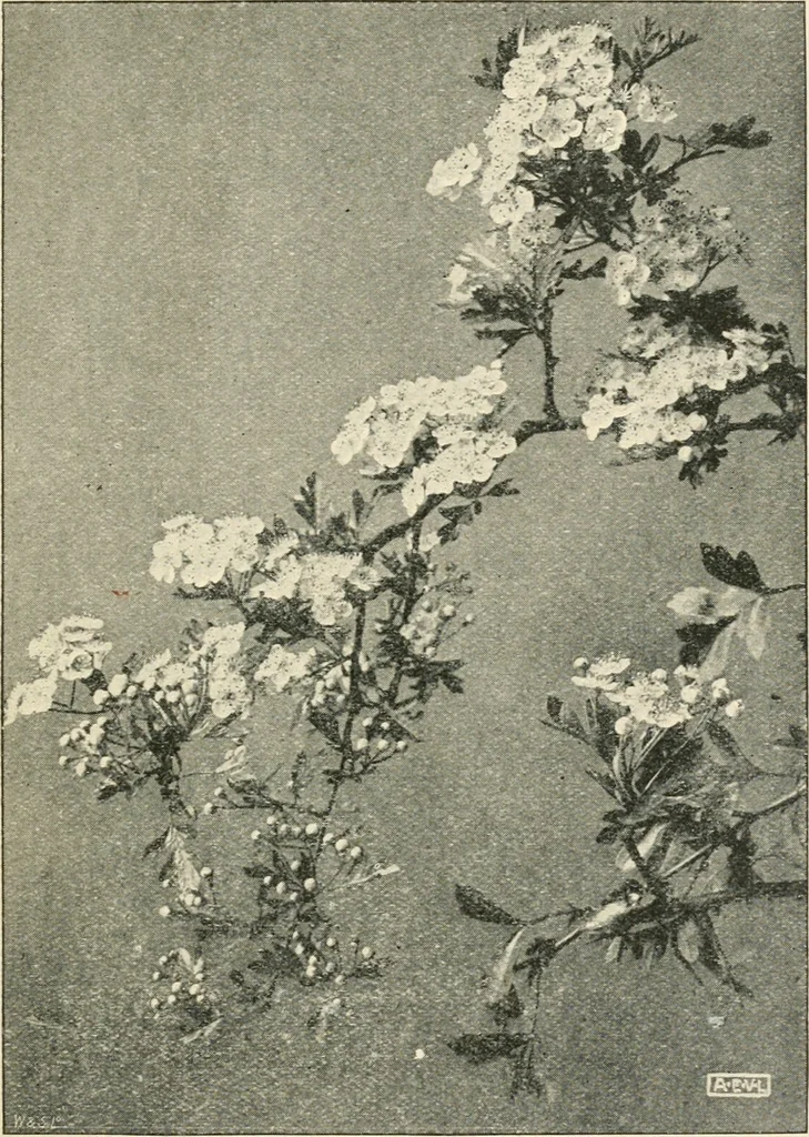 An illustration from A book of studies in plant form with some suggestions for their application to design, 1896, leaf 42