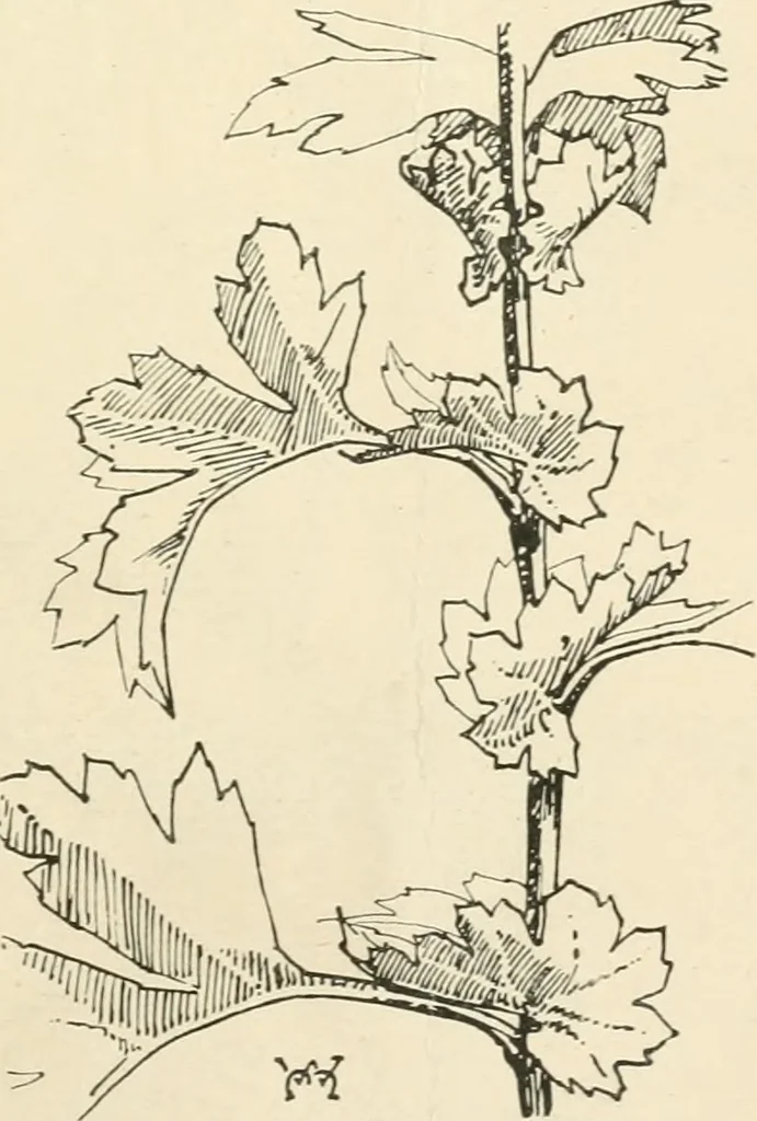 An illustration from A book of studies in plant form with some suggestions for their application to design, 1896, leaf 44