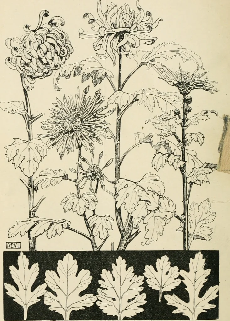 An illustration from A book of studies in plant form with some suggestions for their application to design, 1896, leaf 45