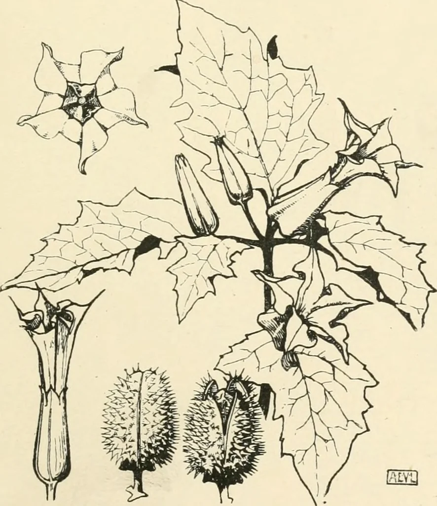 An illustration from A book of studies in plant form with some suggestions for their application to design, 1896, leaf 46