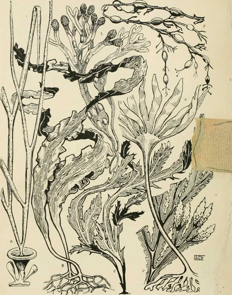 An illustration from A book of studies in plant form with some suggestions for their application to design, 1896, leaf 47