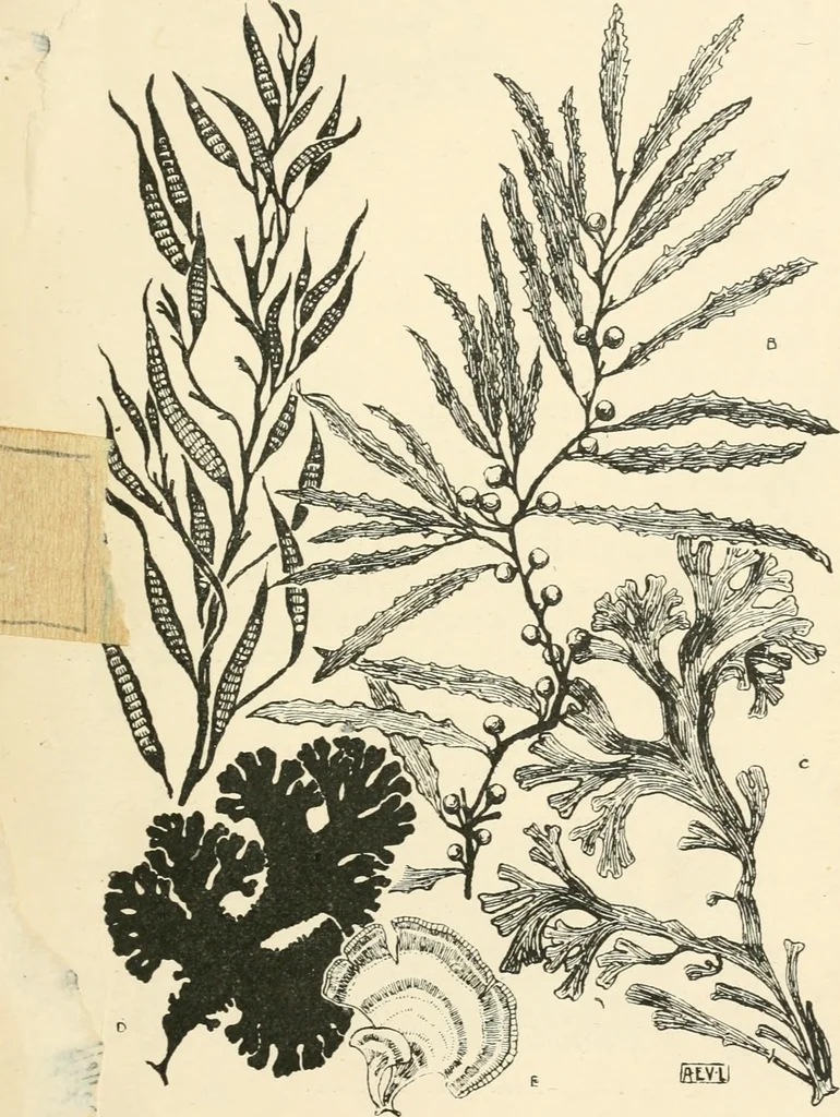 An illustration from A book of studies in plant form with some suggestions for their application to design, 1896, leaf 48