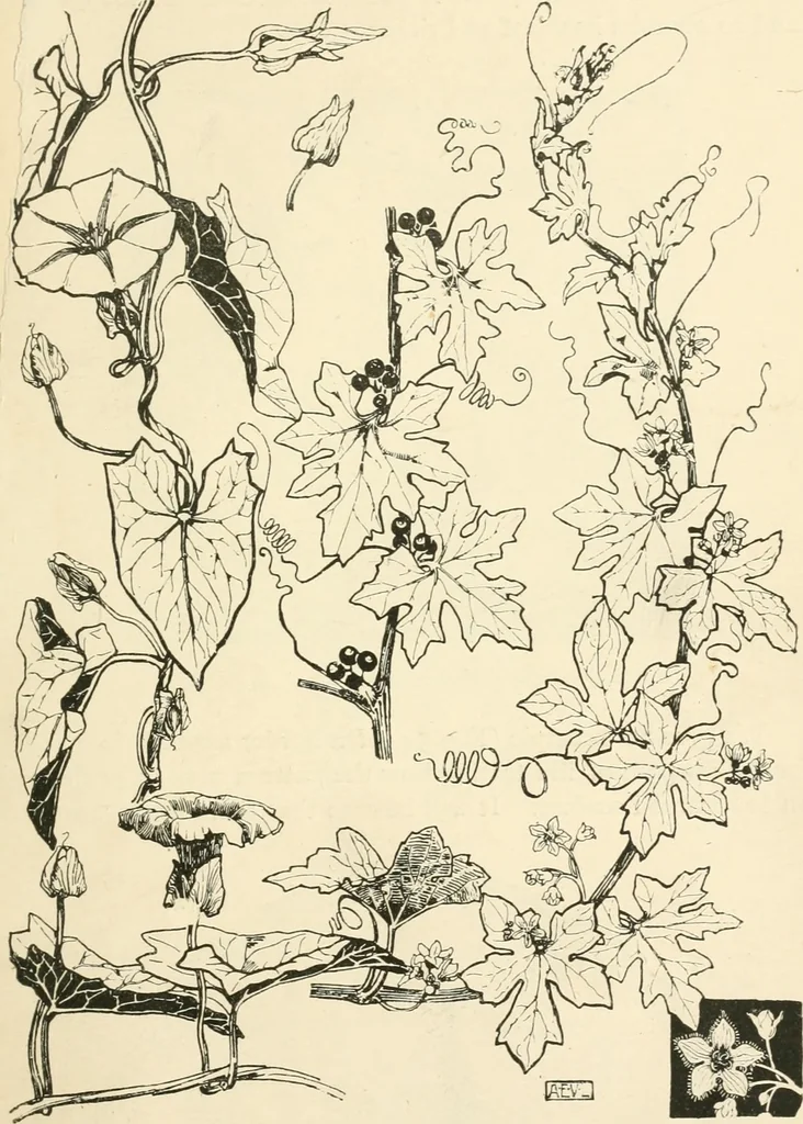 An illustration from A book of studies in plant form with some suggestions for their application to design, 1896, leaf 50