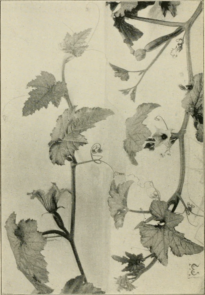 An illustration from A book of studies in plant form with some suggestions for their application to design, 1896, leaf 53