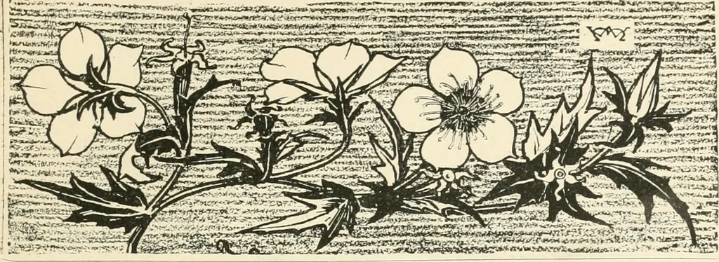 An illustration from A book of studies in plant form with some suggestions for their application to design, 1896, leaf 54