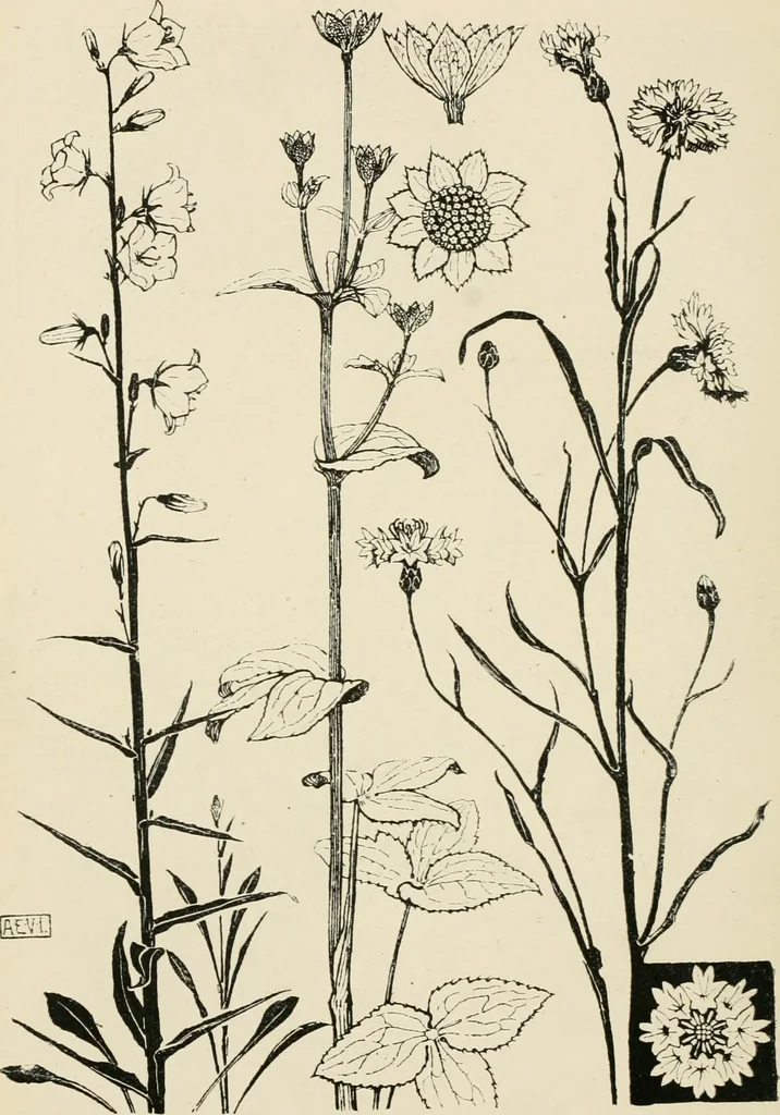 An illustration from A book of studies in plant form with some suggestions for their application to design, 1896, leaf 55