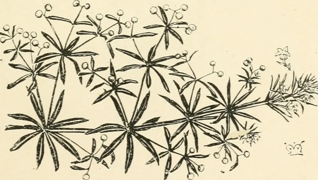 An illustration from A book of studies in plant form with some suggestions for their application to design, 1896, leaf 56