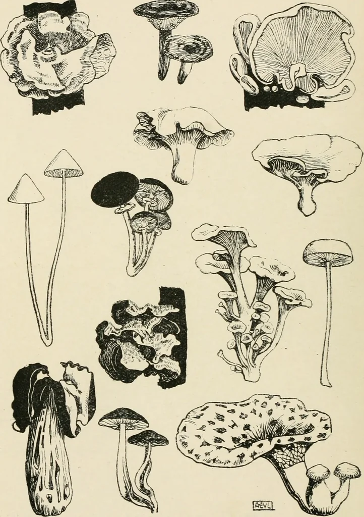 An illustration from A book of studies in plant form with some suggestions for their application to design, 1896, leaf 59