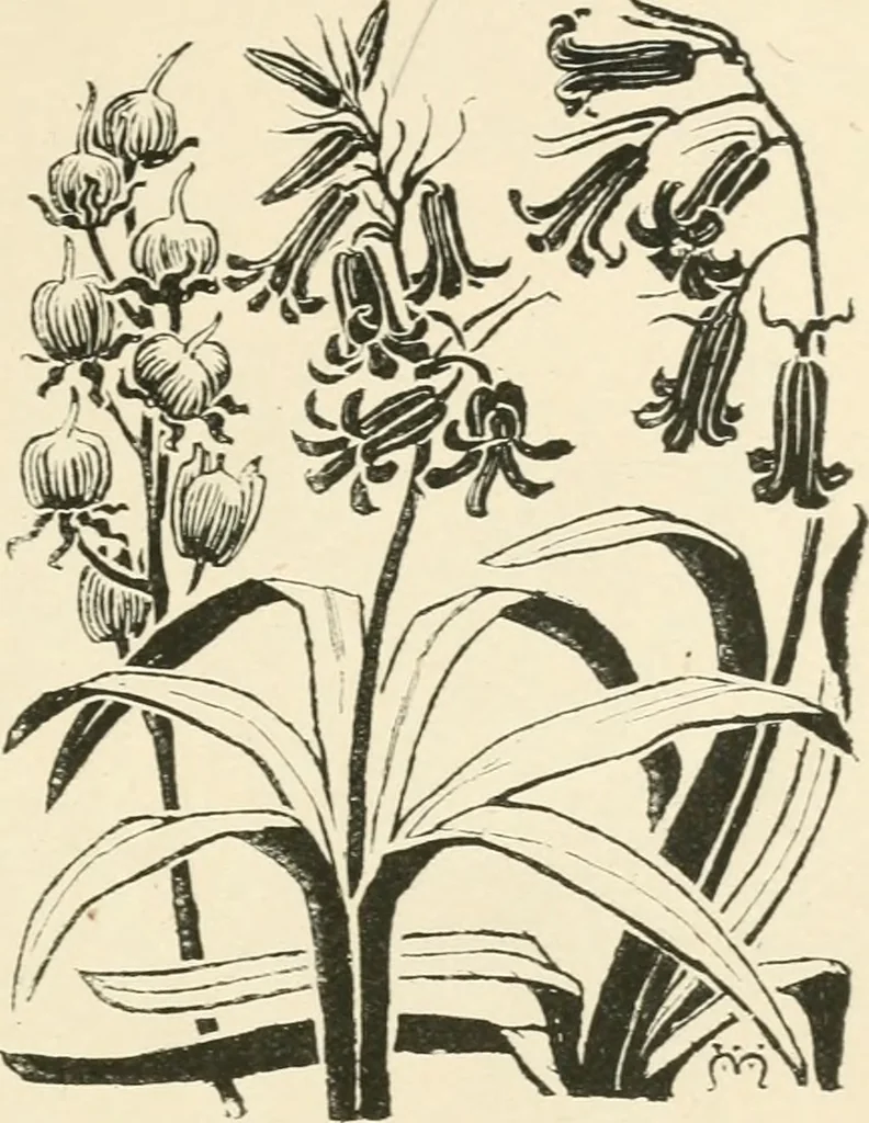 An illustration from A book of studies in plant form with some suggestions for their application to design, 1896, leaf 64