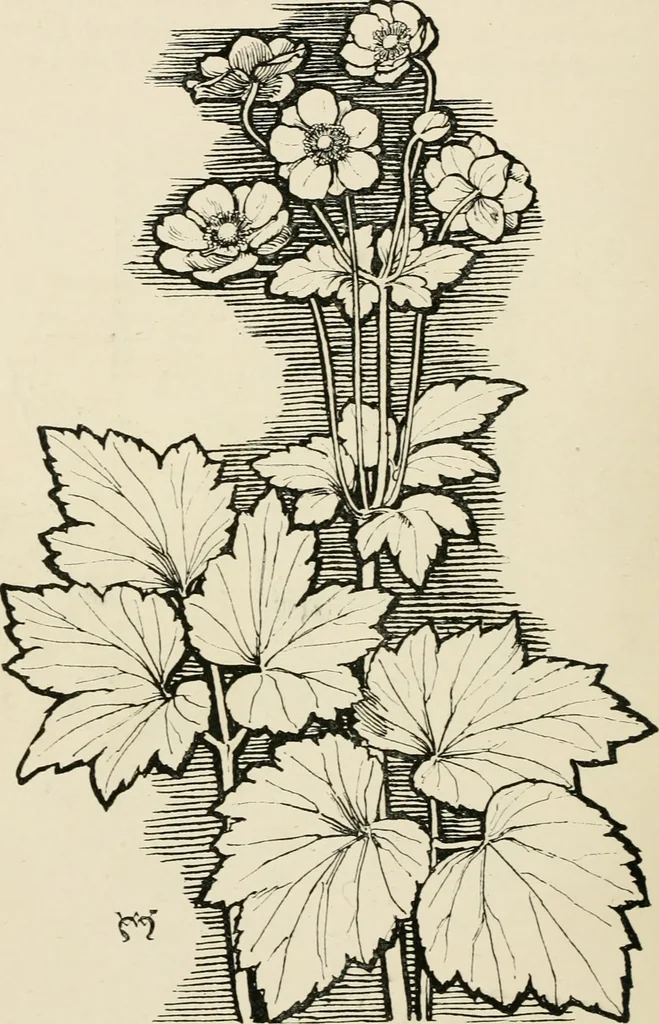 An illustration from A book of studies in plant form with some suggestions for their application to design, 1896, leaf 67