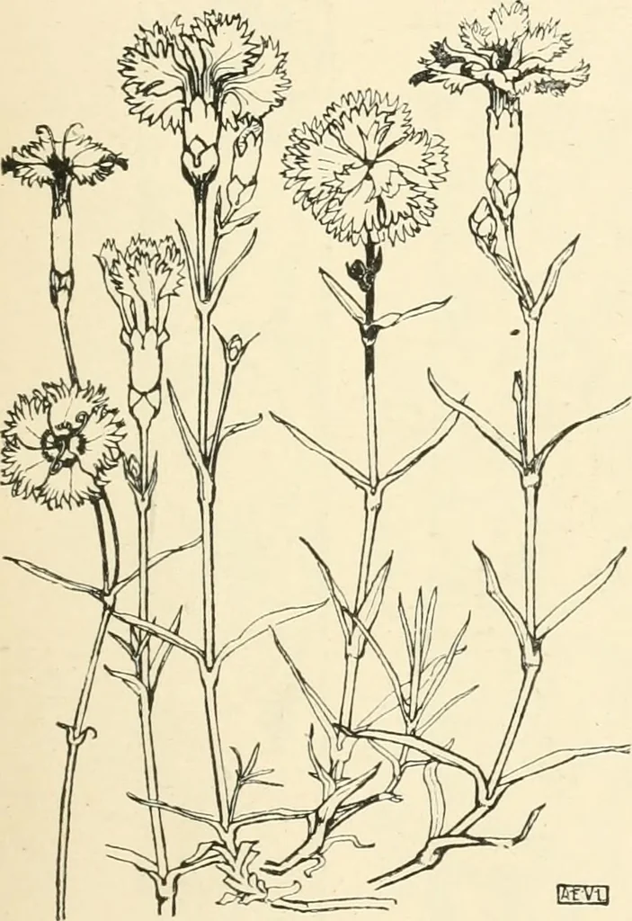An illustration from A book of studies in plant form with some suggestions for their application to design, 1896, leaf 68