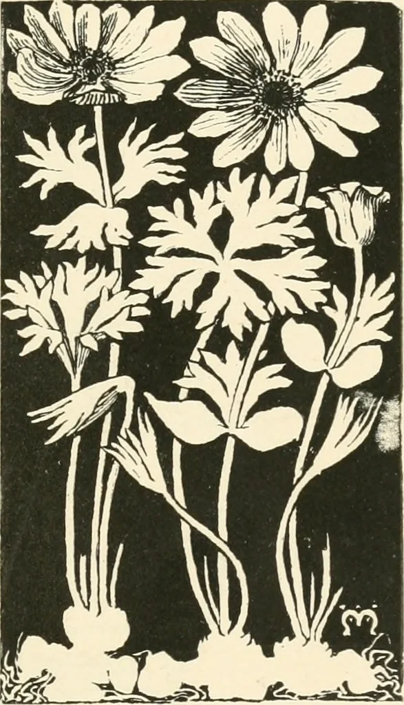 An illustration from A book of studies in plant form with some suggestions for their application to design, 1896, leaf 68