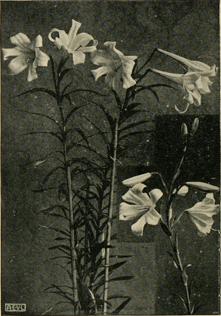 An illustration from A book of studies in plant form with some suggestions for their application to design, 1896, leaf 7