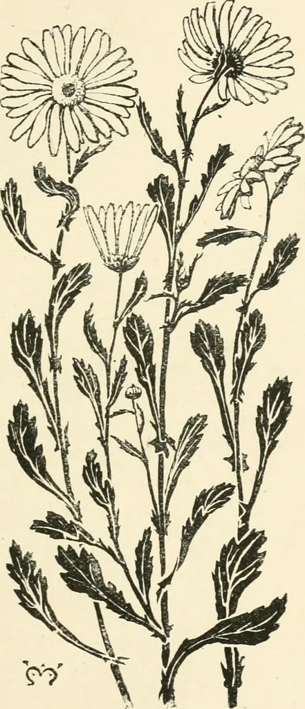 An illustration from A book of studies in plant form with some suggestions for their application to design, 1896, leaf 70