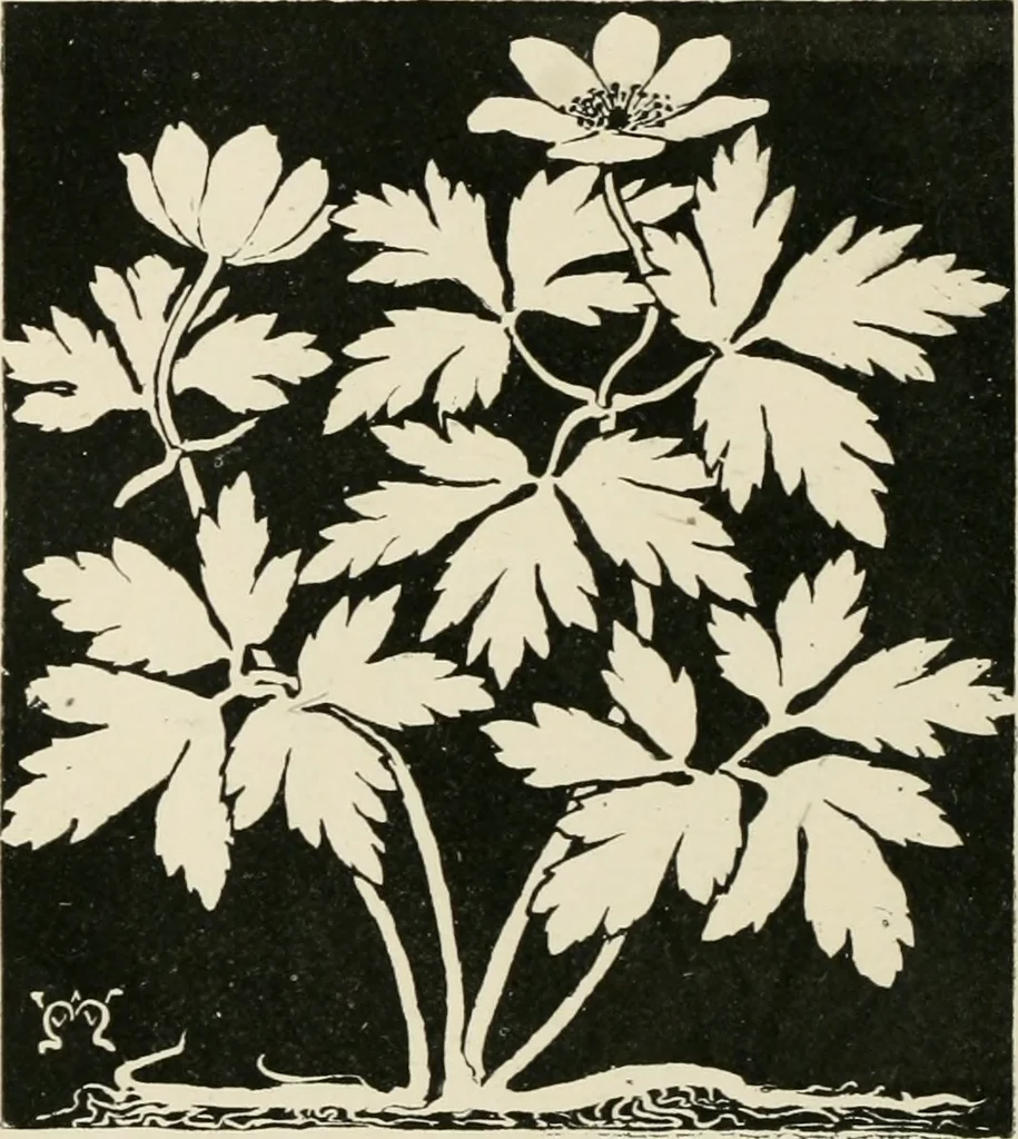 An illustration from A book of studies in plant form with some suggestions for their application to design, 1896, leaf 71