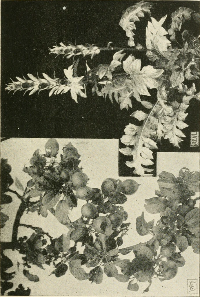 An illustration from A book of studies in plant form with some suggestions for their application to design, 1896, leaf 72