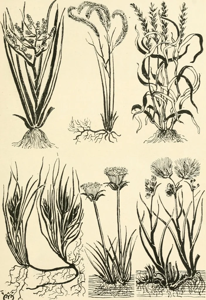 An illustration from A book of studies in plant form with some suggestions for their application to design, 1896, leaf 74