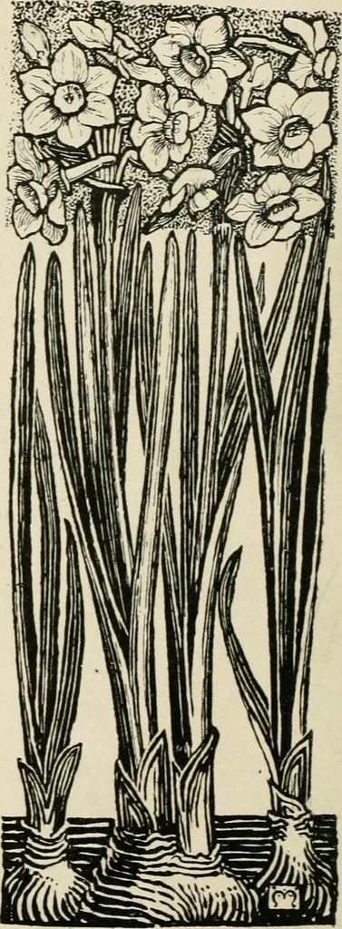 An illustration from A book of studies in plant form with some suggestions for their application to design, 1896, leaf 77