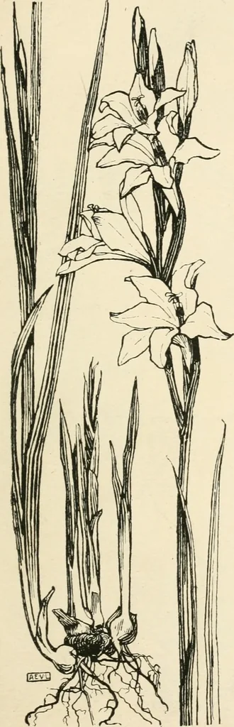 An illustration from A book of studies in plant form with some suggestions for their application to design, 1896, leaf 78