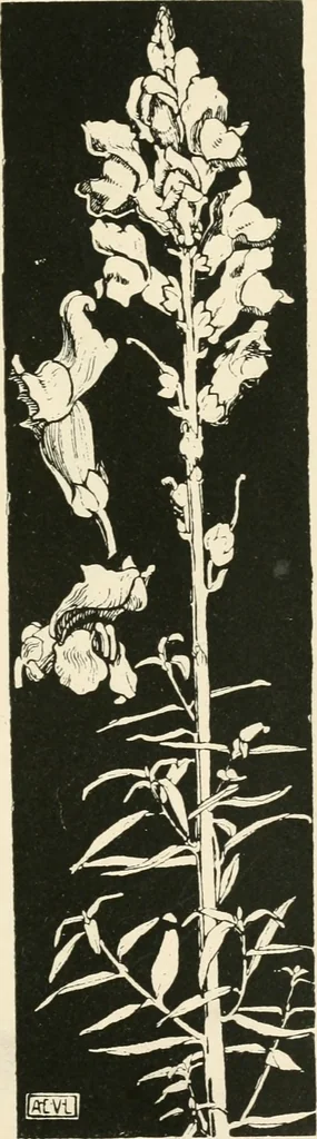 An illustration from A book of studies in plant form with some suggestions for their application to design, 1896, leaf 78