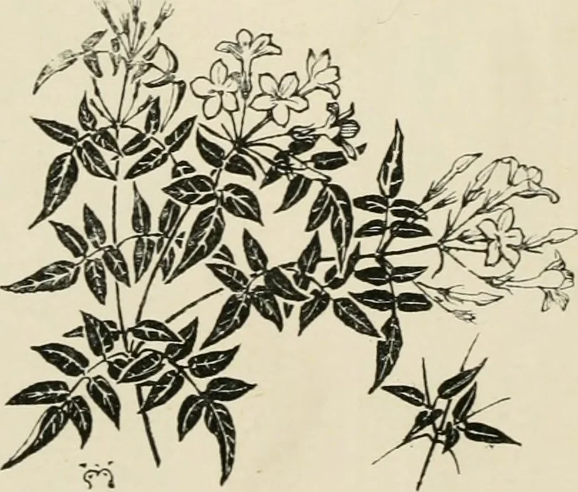An illustration from A book of studies in plant form with some suggestions for their application to design, 1896, leaf 79