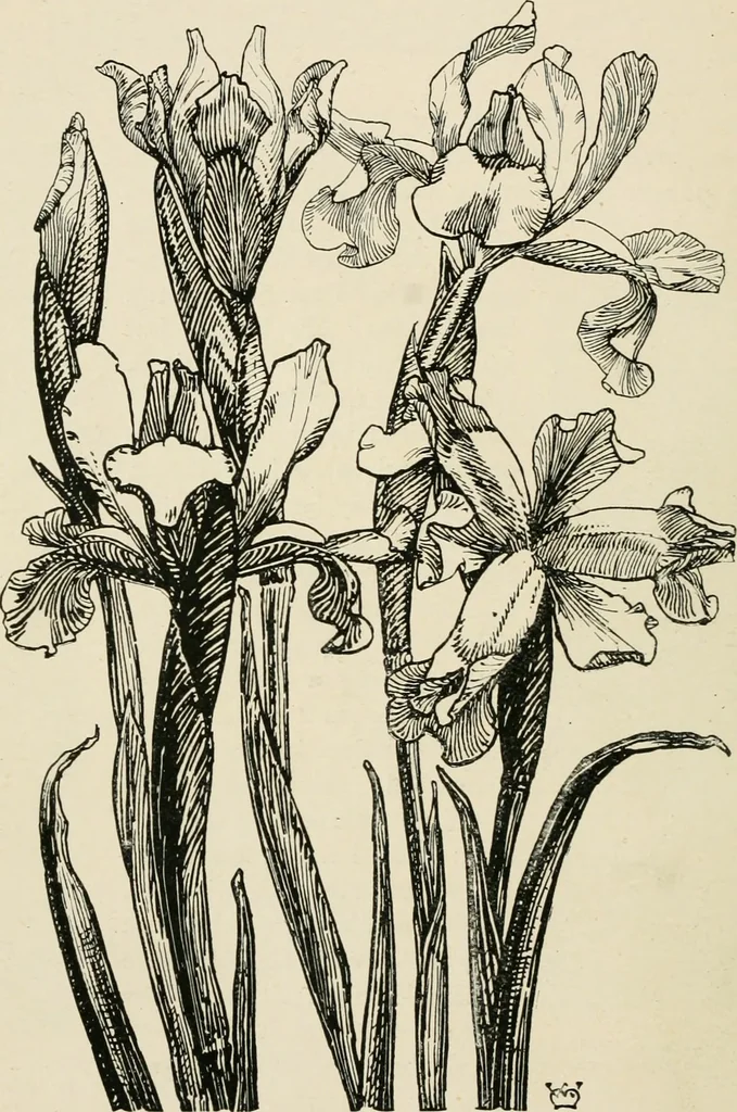 An illustration from A book of studies in plant form with some suggestions for their application to design, 1896, leaf 81