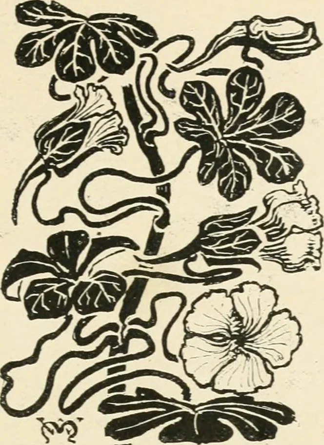 An illustration from A book of studies in plant form with some suggestions for their application to design, 1896, leaf 82