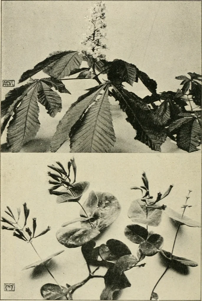 An illustration from A book of studies in plant form with some suggestions for their application to design, 1896, leaf 83