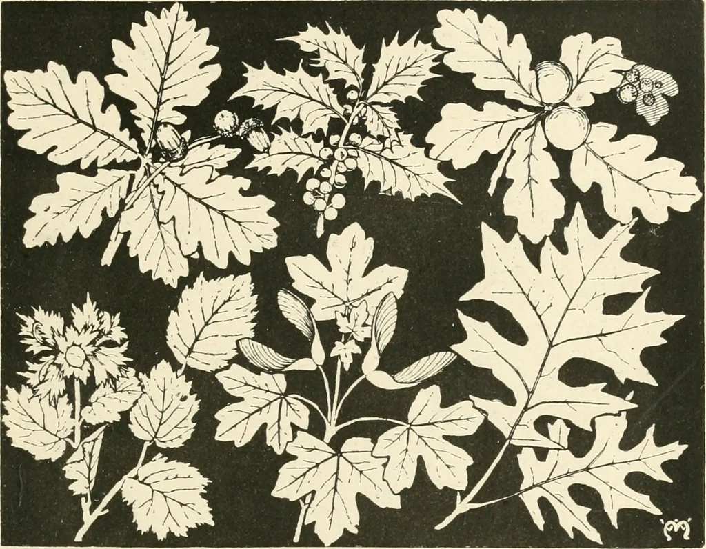An illustration from A book of studies in plant form with some suggestions for their application to design, 1896, leaf 84