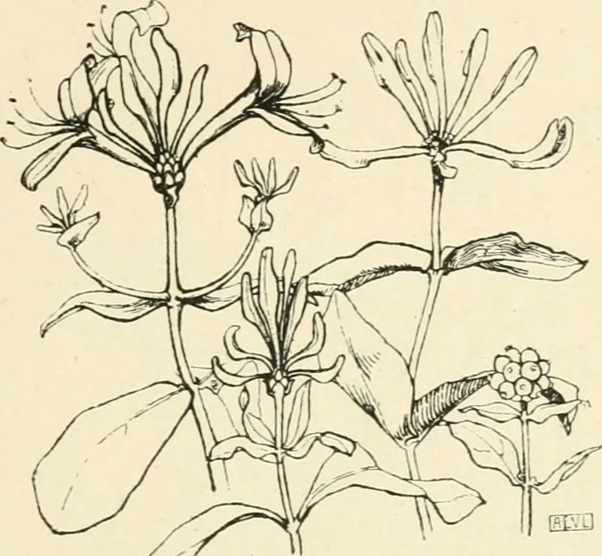 An illustration from A book of studies in plant form with some suggestions for their application to design, 1896, leaf 86