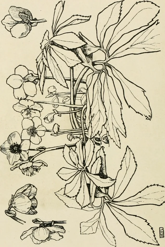 An illustration from A book of studies in plant form with some suggestions for their application to design, 1896, leaf 87