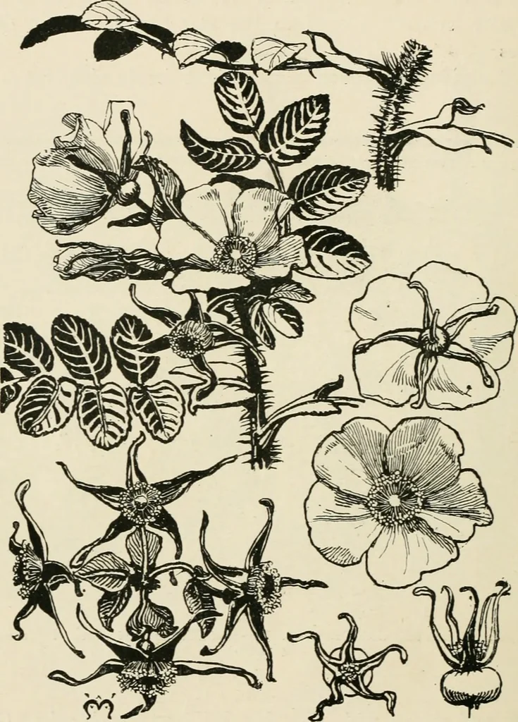 An illustration from A book of studies in plant form with some suggestions for their application to design, 1896, leaf 91