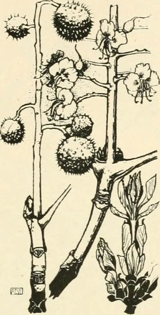 An illustration from A book of studies in plant form with some suggestions for their application to design, 1896, leaf 92