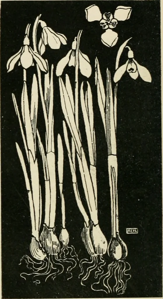 An illustration from A book of studies in plant form with some suggestions for their application to design, 1896, leaf 95