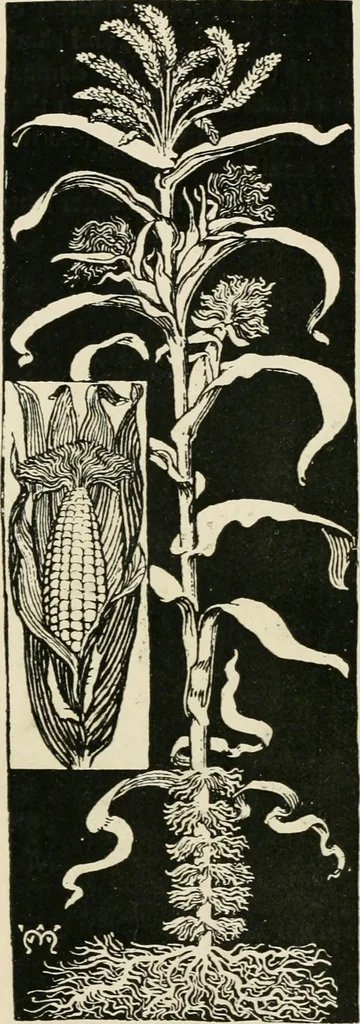 An illustration from A book of studies in plant form with some suggestions for their application to design, 1896, leaf 95