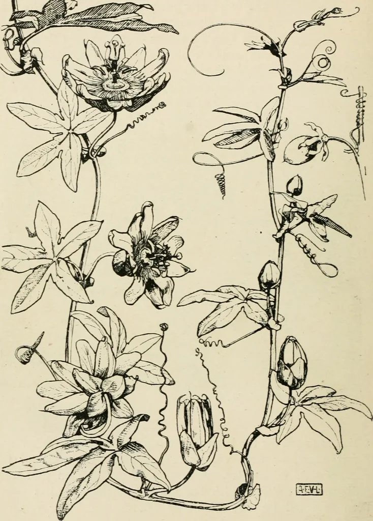 An illustration from A book of studies in plant form with some suggestions for their application to design, 1896, leaf 97