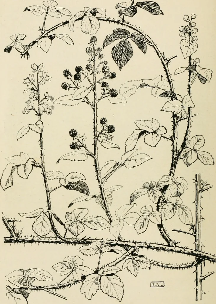 An illustration from A book of studies in plant form with some suggestions for their application to design, 1896, leaf 99