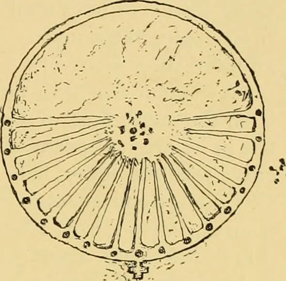 An illustration from The book of sun-dials; originally compiled by the late Mrs. Alfred Gatty; now enl. and re-edited by H. K. F. Eden and Eleanor Lloyd, 1900, leaf 94