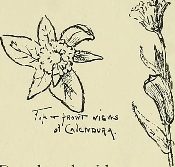 An illustration from Boston public schools : outline of lessons in drawing, 1898-99, 1898, leaf 104
