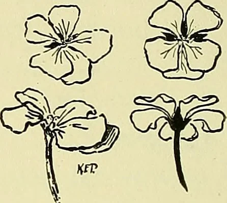 An illustration from Boston public schools : outline of lessons in drawing, 1898-99, 1898, leaf 111
