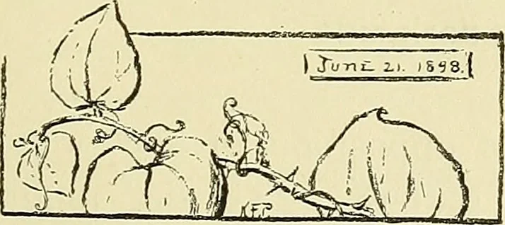 An illustration from Boston public schools : outline of lessons in drawing, 1898-99, 1898, leaf 116