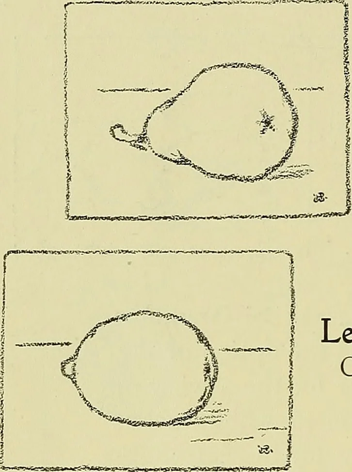 An illustration from Boston public schools : outline of lessons in drawing, 1898-99, 1898, leaf 119